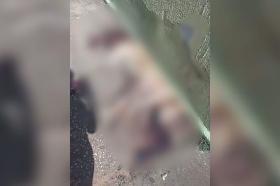 Moradores denunciam que cachorro foi morto a facadas em Indiara (GO)