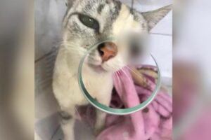 Gata fica ferida após jovem atirar pedra com um estilingue na cabeça do animal, em Jataí