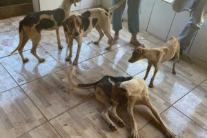 Tutor de nove cães deixa animais sem comer para usa-los para caça em Nazário