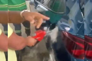 lava carro com gasolina vídeo Em posto de combustíveis o homem celebra com o grito “É Bolsonaro”. Motorista lava carro com gasolina após queda nos preços; vídeo