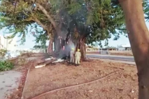 Gameleira centenária de Goiânia é incendiada