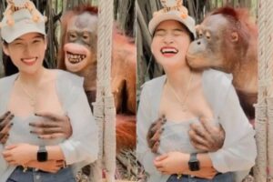Orangotango apalpa turista durante pose para foto; vídeo