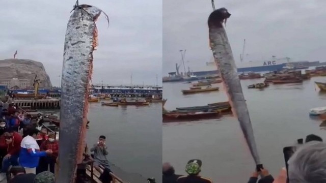 Um peixe-remo de tamanho colossal foi capturado por pescadores na costa do extremo-norte do Chile. O animal tem 5,8 metros de altura. (Foto: reprodução)