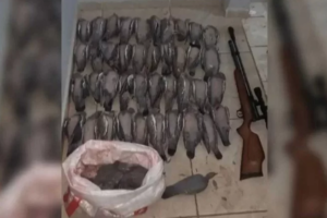 Mais de 40 pombos são encontrados mortos em Chapecó (SC)