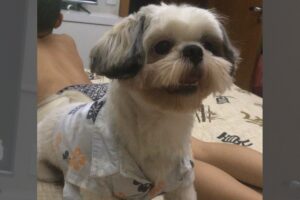 Criminosos furtam cachorro enquanto dono comprava comida, em restaurante de Goiânia (Foto: Arquivo pessoal)