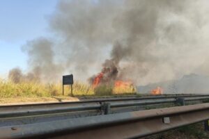 Bombeiros combatem incêndio à vegetação perto na BR 153, em Goiânia