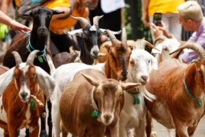 Cabras chegam em Nova York para cuidar de espaços verdes e remover plantas invasoras Riverside Park (Foto: Conservancy/Facebook)