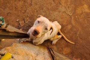 Polícia resgata cadela abandonada há dez dias, sem comida, em Goiânia (Foto: Polícia Civil)