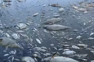 Mais de 100 toneladas de peixes mortos são retirados de rio entre Polônia e Alemanha (Foto: Reprodução - Youtube)