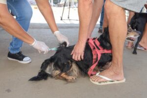 Zoonoses de Aparecida inicia vacinação contra a raiva em cães e gatos