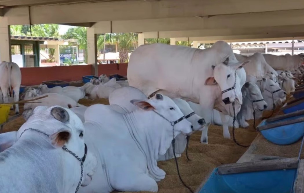 Pecuária de Goiânia encerra neste domingo