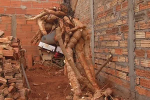Raiz de mandioca de cerca de 300 kg é colhida em Rio Verde, Goiás — (Foto: TV Anhanguera/Reprodução)