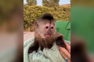 Macaco é suspeito de ligar para a polícia de zoológico dos EUA