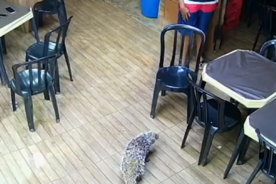 Um ouriço suprendeu clientes de uma lanchonete ao 