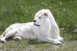 Autoridades suspeitam que o homem planejava roubar dois filhotes de leão. Leões matam homem que tentou invadir zoológico em Gana