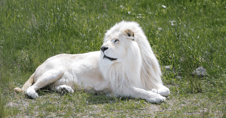 Autoridades suspeitam que o homem planejava roubar dois filhotes de leão. Leões matam homem que tentou invadir zoológico em Gana