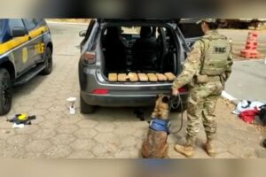 Cadelas da PRF encontram droga em tanque de combustível na BR-060, em Abadia de Goiás