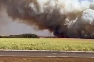 Incêndio em canavial atinge fazenda e queima animais em Jandaia (GO)