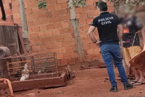 A Polícia Civil autuou um homem suspeito de promover rinha de galos, na cidade de Itumbiara, no Sul de Goiás. Ação policial aconteceu nesta terça-feira (09), no Bairro Ulysses Guimarães, após uma denúncia anônima.
