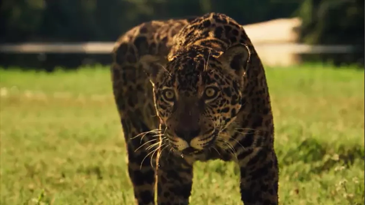 Maria Marruá de onça