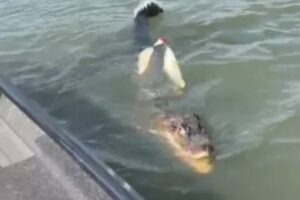 Animal assustou o grupo ao pegar o alimento ainda no anzol. Vídeo: Jacaré rouba peixe de pescadores em Tocantins
