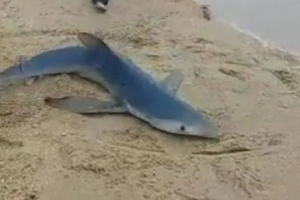Tubarão-azul encalha em praia e moradores devolvem ao mar em Ilhabela