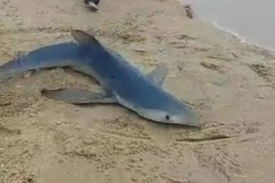 Tubarão-azul encalha em praia e moradores devolvem ao mar em Ilhabela