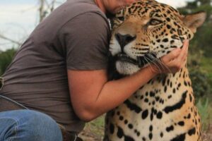 Ibama cancela multas aplicadas ao Instituto Onça-Pintada pela morte de 72 animais