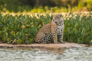 Saiba como Pantanal ficou mais seco e muito mais ameaçado em 30 anos entre duas versões da novela