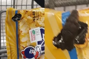 Um funcionário retirou o animal da loja. Mulher encontra cobra dentro de saco de pipoca em mercado nos Estados Unidos