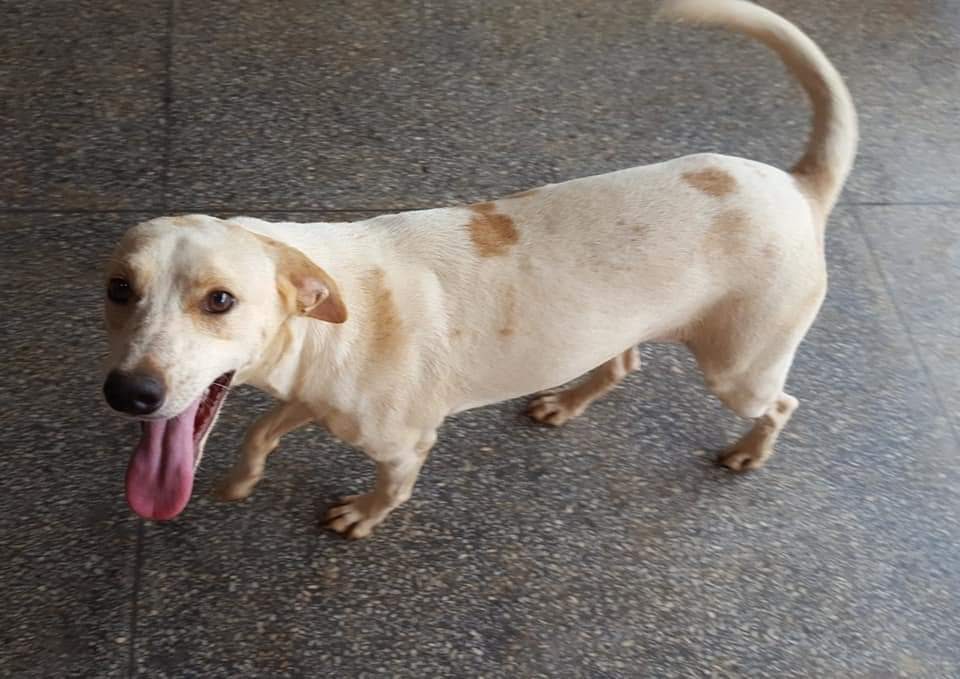 Adoção de cães e gatos em Goiânia