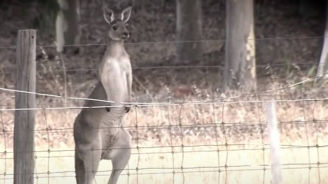 Policiais precisaram matar o animal, que estava sendo mantido em cativeiro. Canguru selvagem ataca e mata idoso de 77 anos, na Austrália