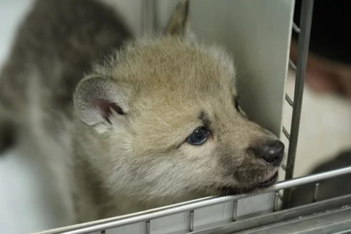 Empresa apresenta Maya, primeiro clone de lobo-do-ártico