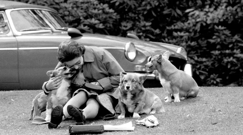 Rainha Elizabeth II e seus pets — Foto: Reprodução Twitter
