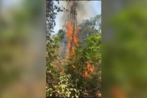 Incêndio no Jardim Botânico de Goiânia atinge área de cerca de 6 mil metros quadrados