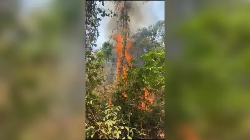 Incêndio no Jardim Botânico de Goiânia atinge área de cerca de 6 mil metros quadrados