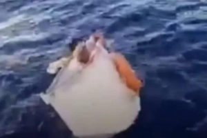 Brasileiro é resgatado após ficar à deriva no mar dentro de freezer por 11 dias