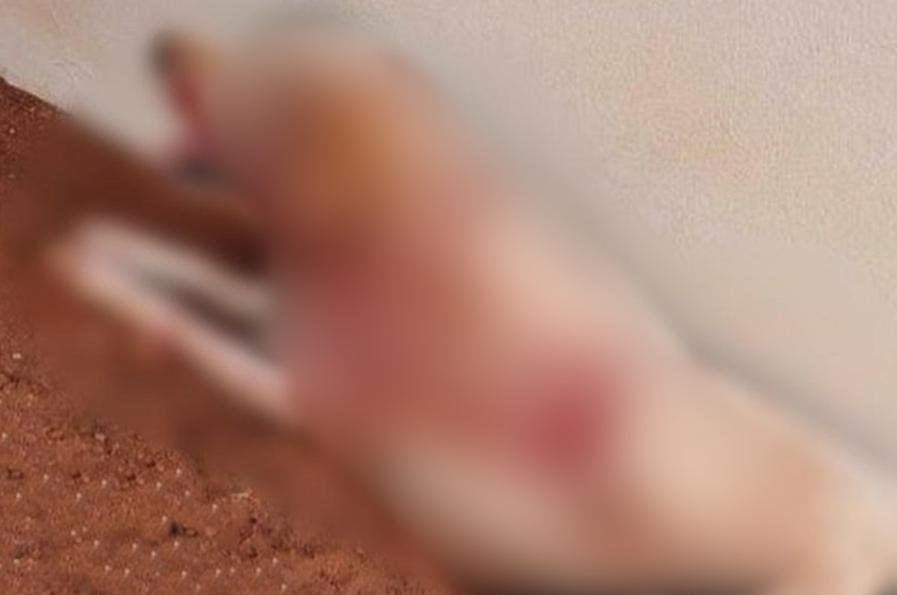 De bombinhas no ouvido a facadas, polícia investiga casos de maus-tratos a animais de rua em Jataí