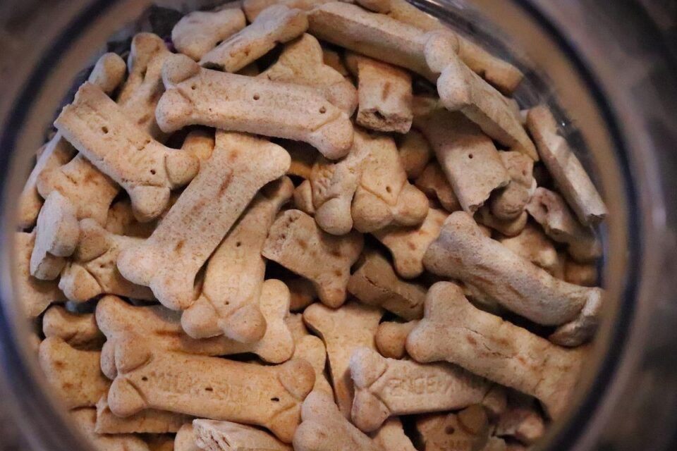 Sobe para três número de cães mortos por suspeita de petisco contaminado em Goiás (Foto: Pixabay)