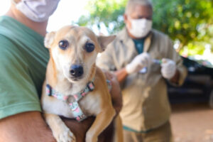 A Prefeitura de Goiânia promoverá adoção de animais e oferecerá consultas veterinárias gratuitas neste final de semana, no Jardim Curitiba I.