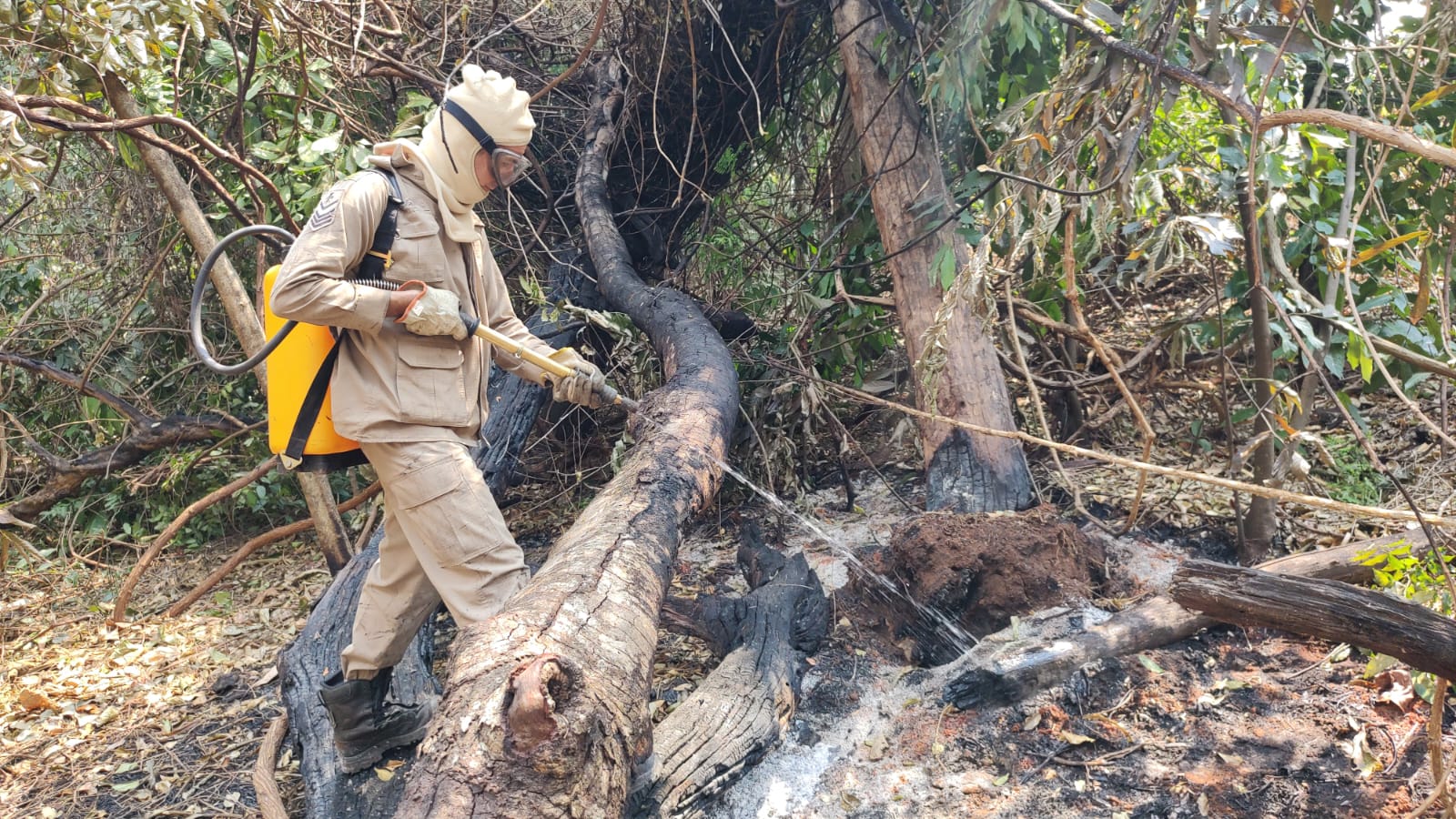 Bombeiros atuam no combate as chamas (Foto: Corpo de Bombeiros)