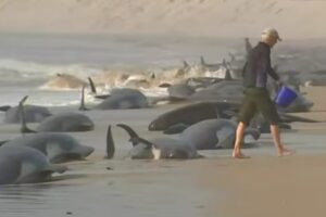 230 baleias encalham na Austrália e autoridades temem que metade morra (Foto: Reprodução/Youtube)