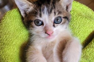 Evento de adoção de cães e gato em Goiânia acontece neste sábado (10/9)