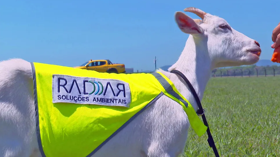 Aeroporto “contrata” cabra para capinar pista e espantar aves no Rio de Janeiro (Foto: Reprodução/TV Globo)
