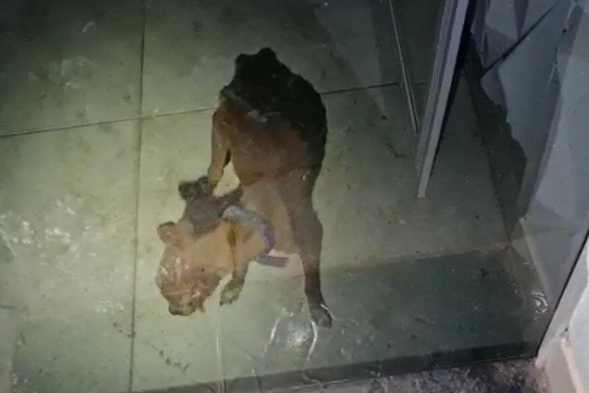 Cachorro é deixado sem água e comida por 10 dias em residência de Formosa