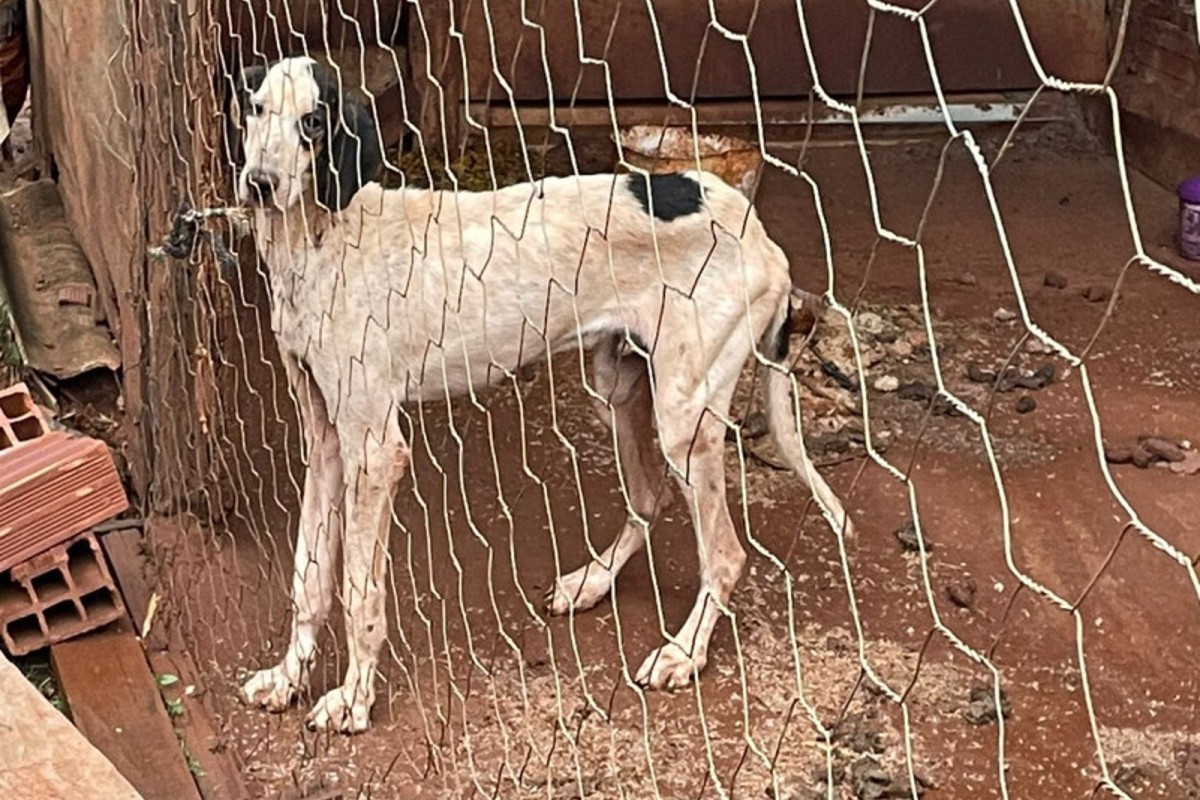 Tutor é preso após cachorro ser encontrado desnutrido e com comida em meio a fezes em Iporá 