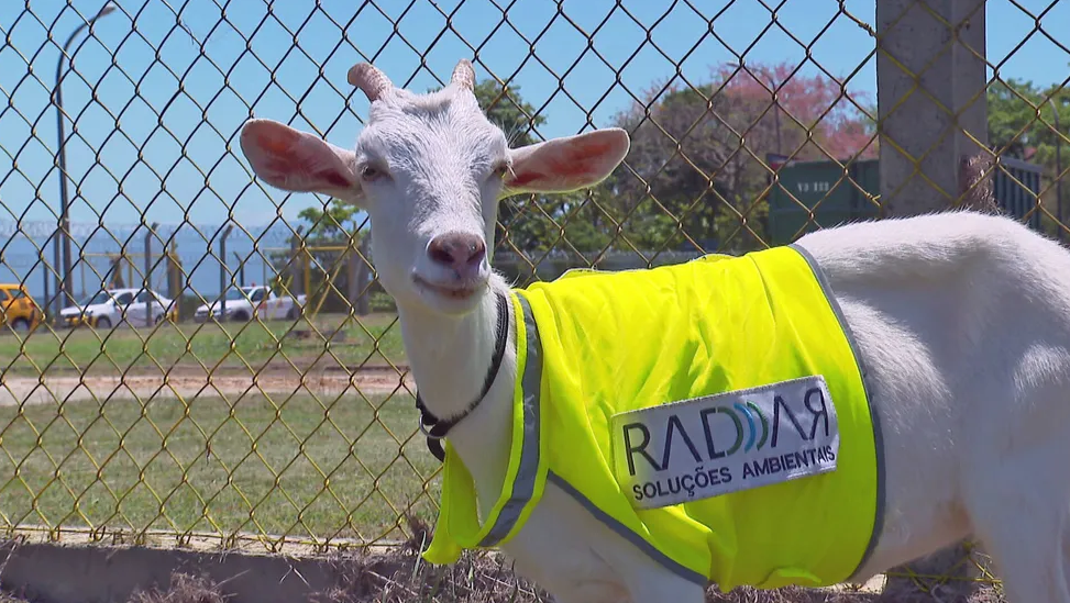 Aeroporto “contrata” cabra para capinar pista e espantar aves no Rio de Janeiro
