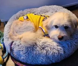 Thunder ganhou uma nova família após ser abandonado (Foto: Reprodução - Redes sociais)