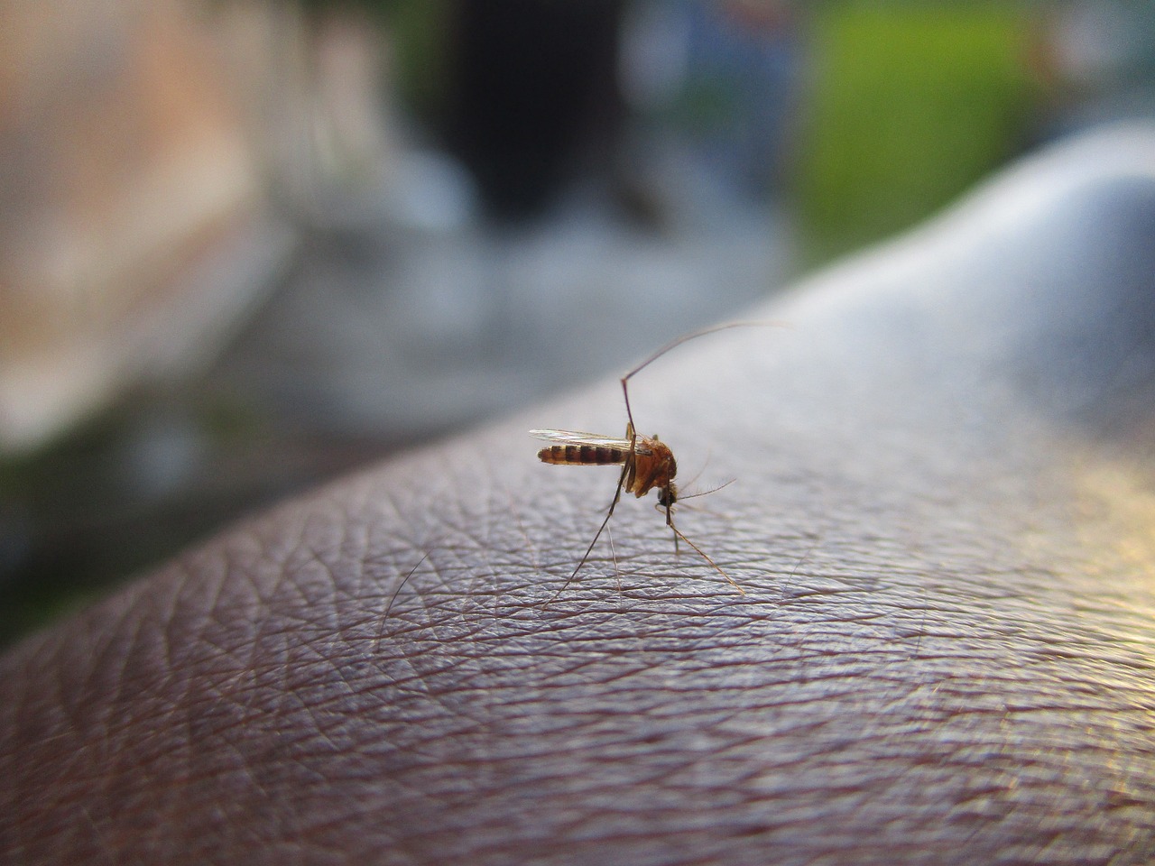 Mortes por dengue em Goiás atingem maior número em 12 anos (Foto: Reprodução – Pixabay)