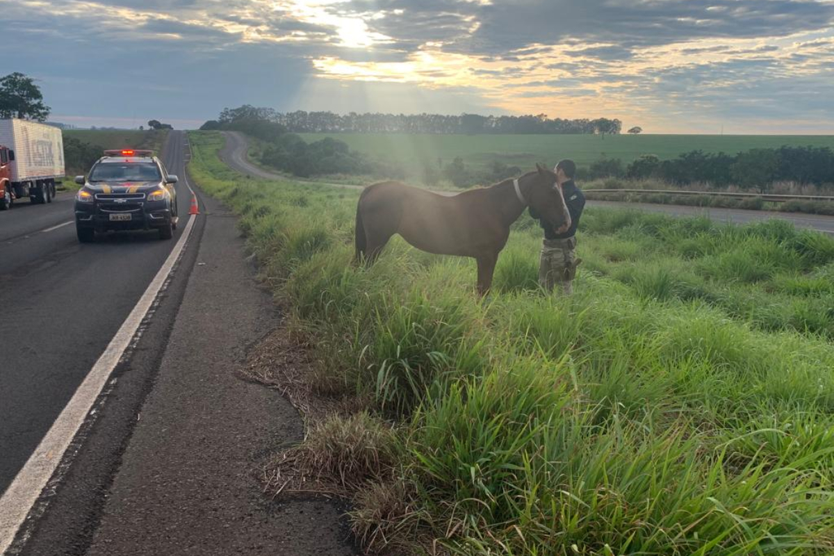 A Policia Rodoviária Federal (PRF) capturou dois cavalos soltos na BR-060 no município de Rio Verde, região sudoeste de Goiás. A ação, que durou das 06h às 08h da manhã deste domingo (13), teve como objetivo evitar acidentes entre os veículos e os bichos.